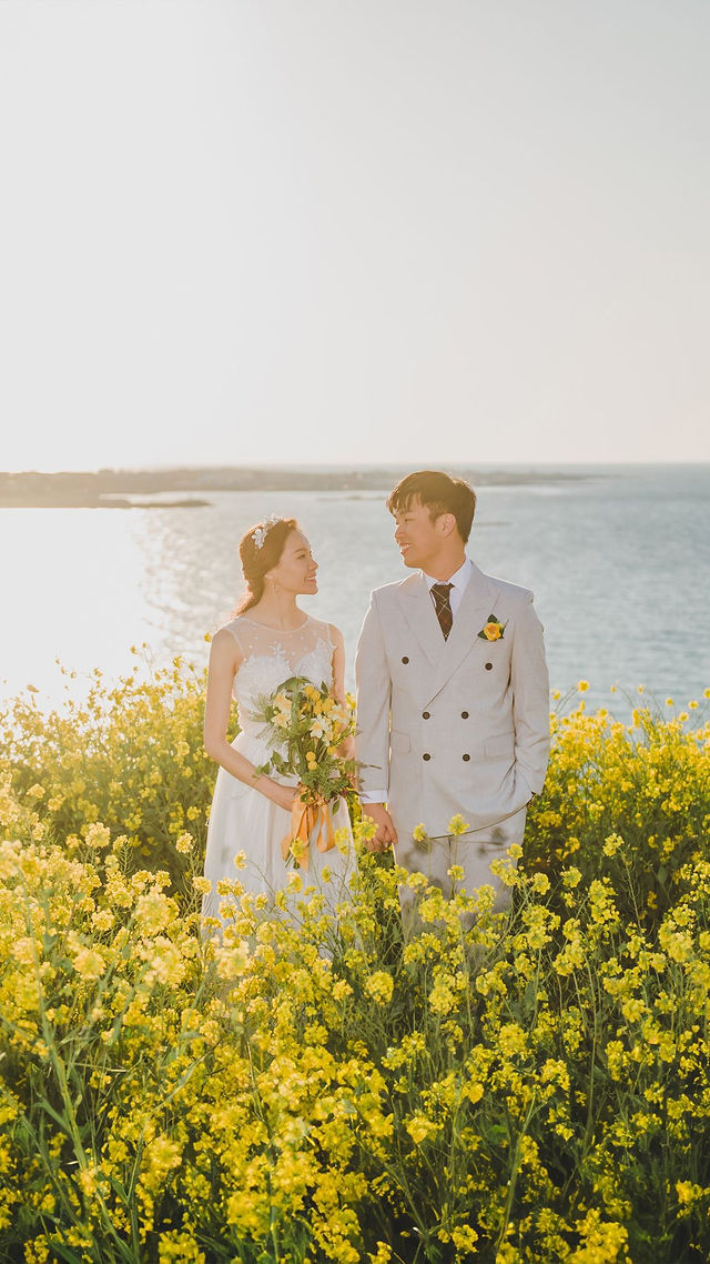 Canola Fields