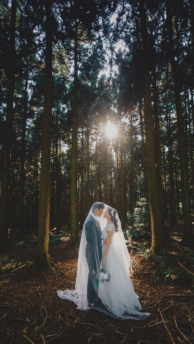 Enchanted Forest
