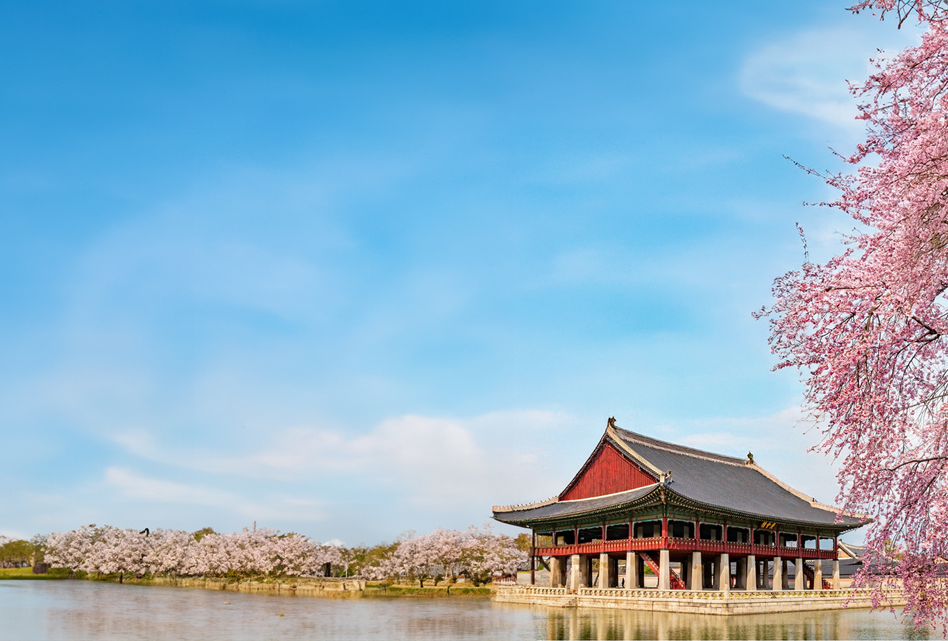 2026 Korea Cherry Blossoms Pre-Wedding Photoshoot Promotion