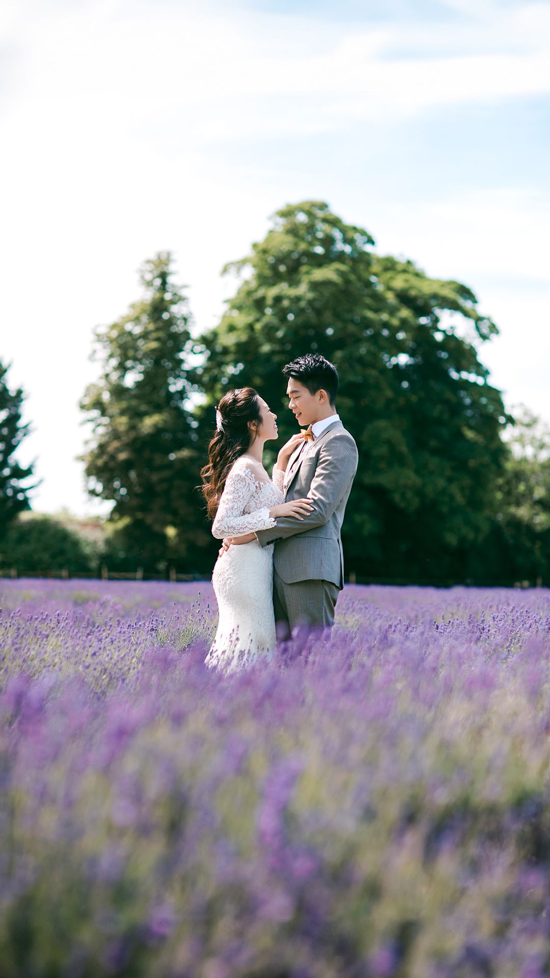 Lavender Fields
