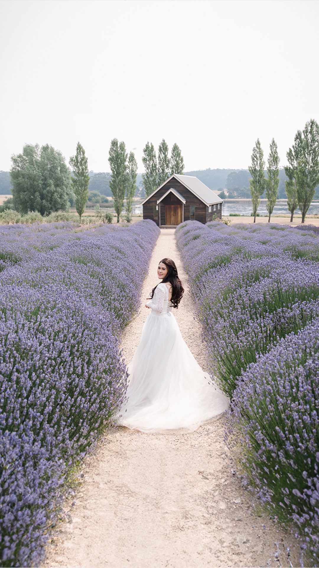 Lavender Fields
