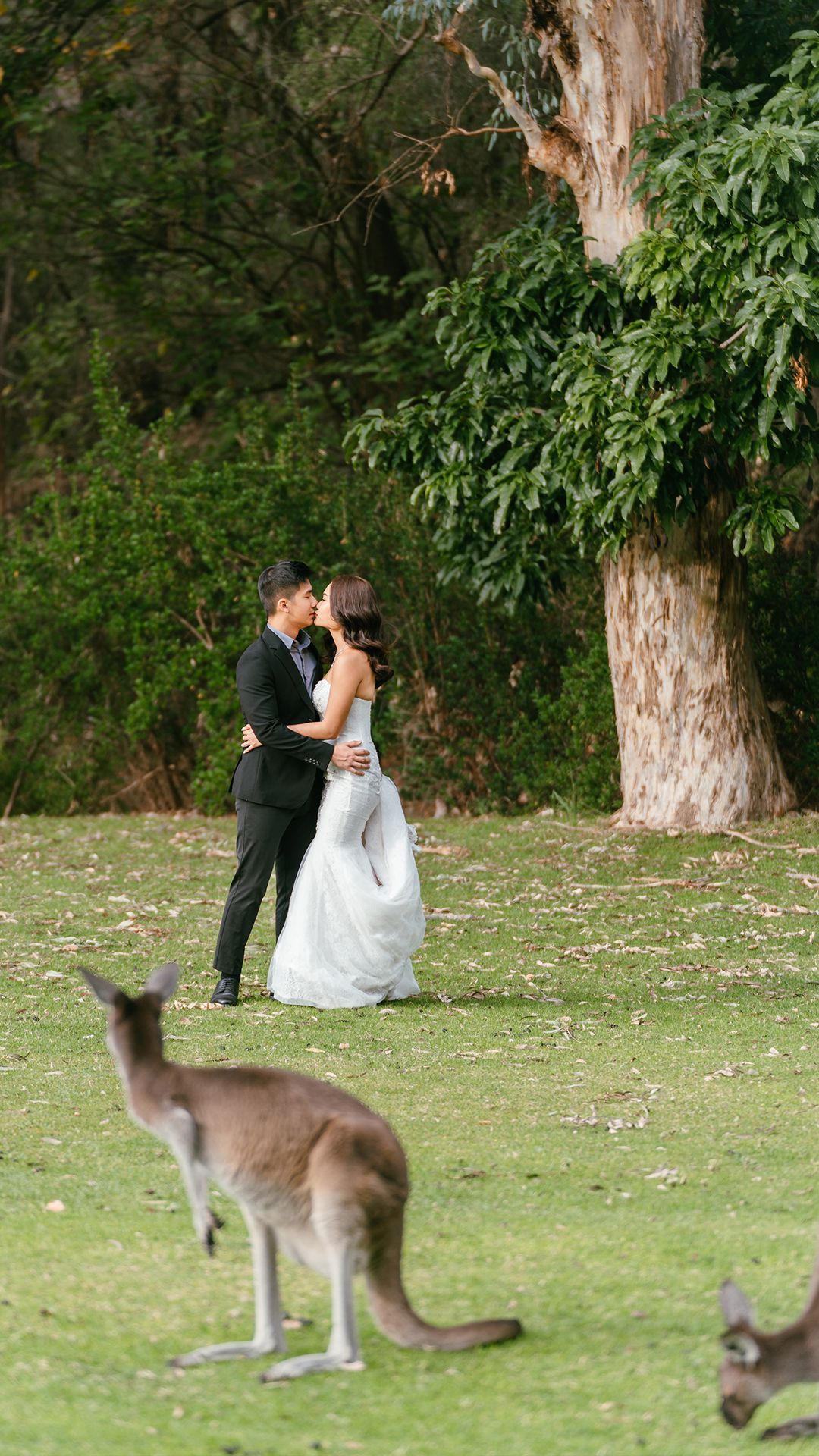 Kangaroo Encounter