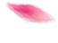 cherry blossoms petals